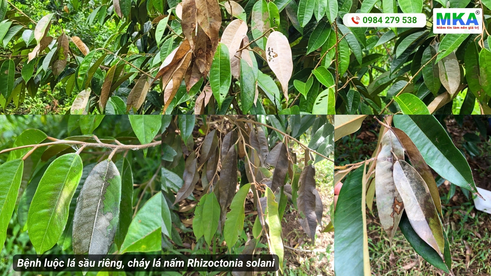 Bệnh cháy lá tổ kiến hiện tượng luộc lá sầu riêng